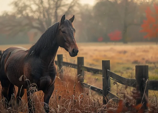 Godne pożegnanie czworonożnego przyjaciela
