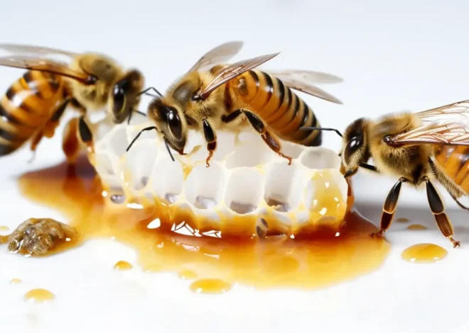 Matki pszczele zarodowe
