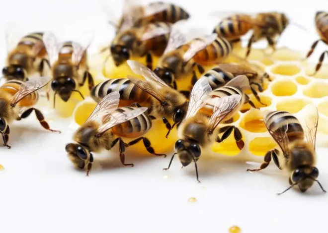 Miód wrzosowy na co dobry?