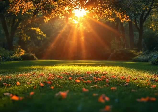 Trawa z rolki kiedy można chodzić?