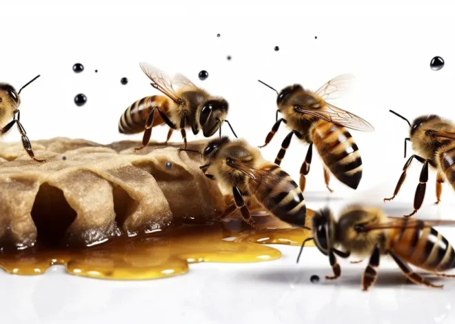 Gdzie kupić miód akacjowy?