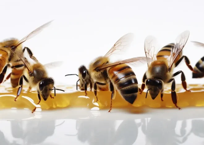 Miód wrzosowy – co to?